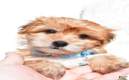 Morkie dogs for sale: Jackson Teacup - Image 6