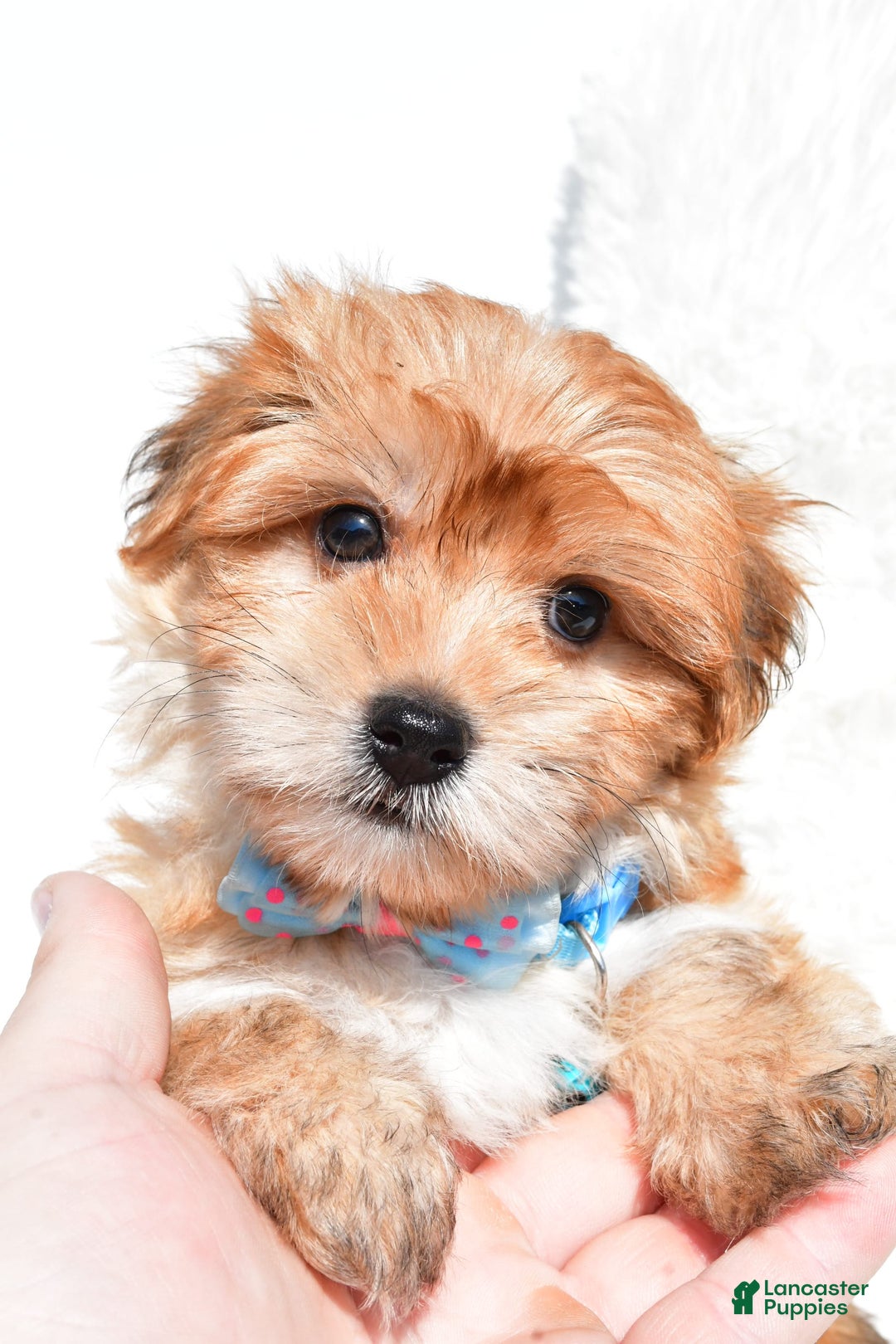 Morkie dogs for sale: Jackson Teacup - Image 6
