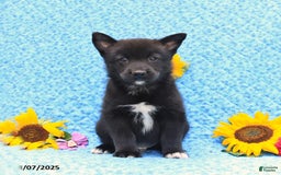 Pomsky dogs for sale: Milo - Image 1