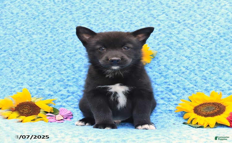 Pomsky dogs for sale - Ad 3