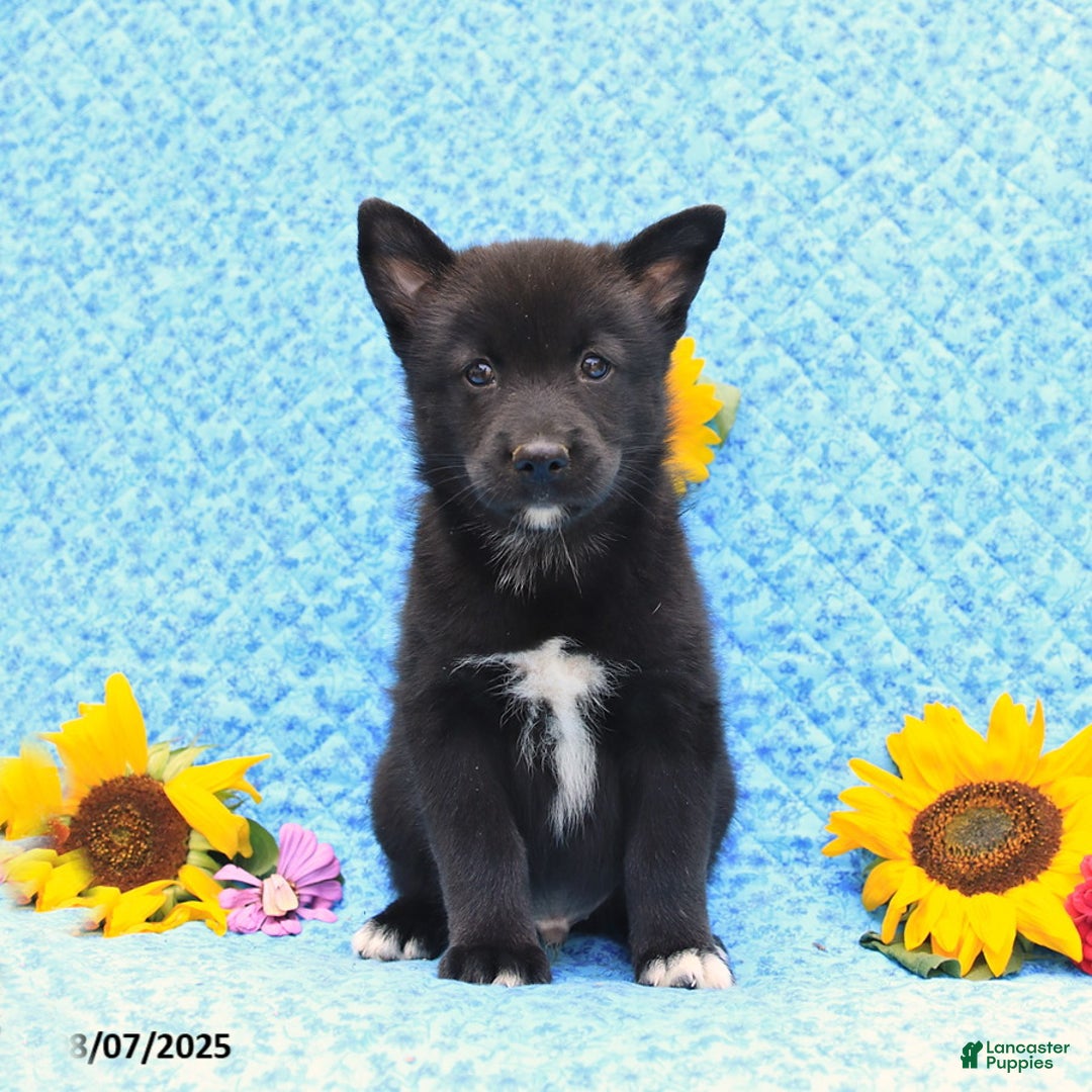 Pomsky dogs for sale: Milo - Image 1