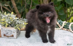 Pomeranian dogs for sale: River - Image 3