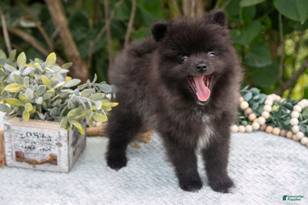 Pomeranian dogs for sale: River - Image 3