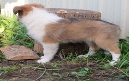 Collie dogs for sale: Abbie - Image 3