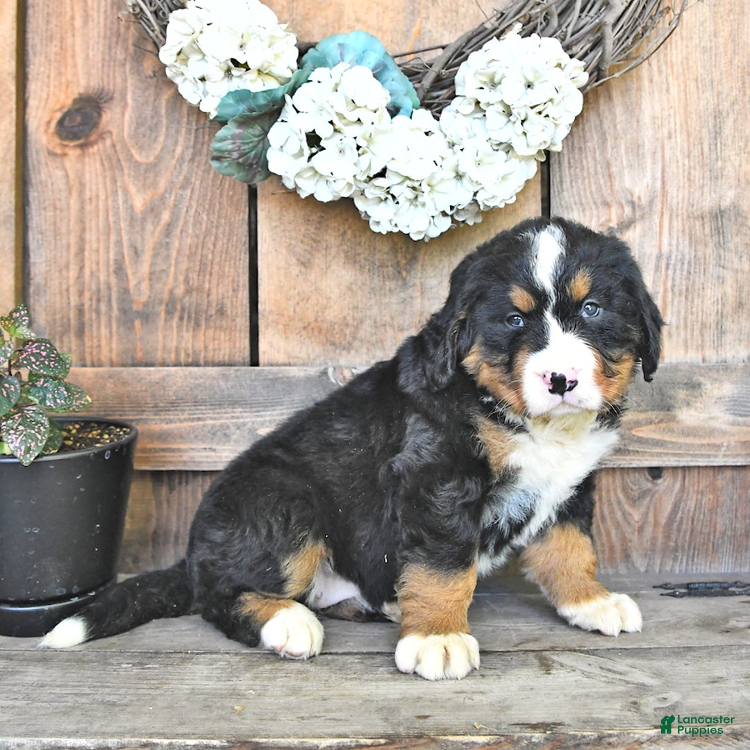 Bernese Mountain Dog dogs for sale: Annie - Image 3