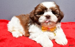 Shih Tzu dogs for sale: Jasper - Image 2