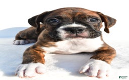 Boxer dogs for sale: Max - Image 6