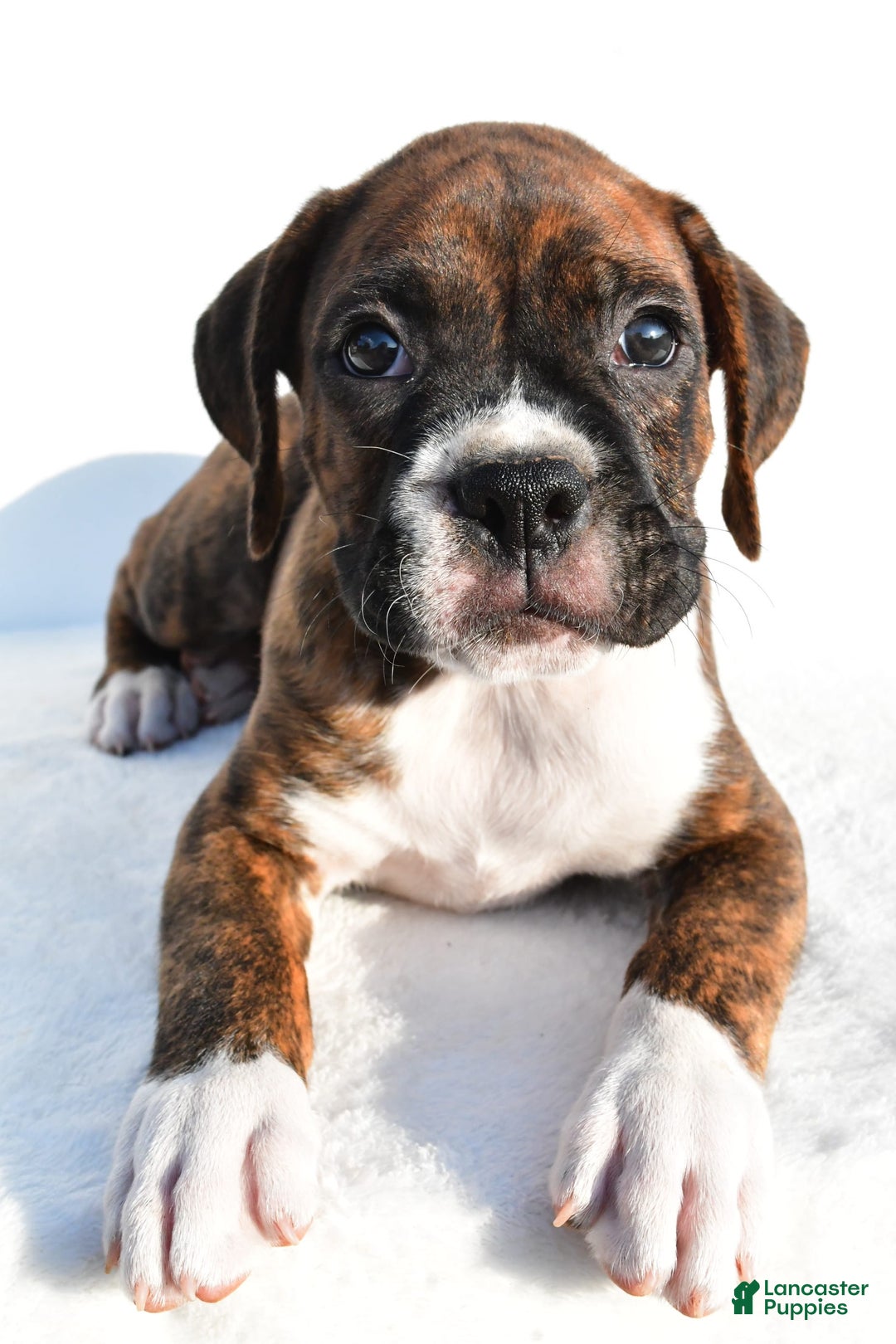 Boxer dogs for sale: Max - Image 6