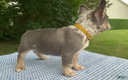 French Bulldog dogs for sale: Heathcliff - Image 3