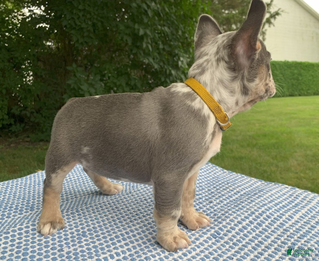 French Bulldog dogs for sale: Heathcliff - Image 3