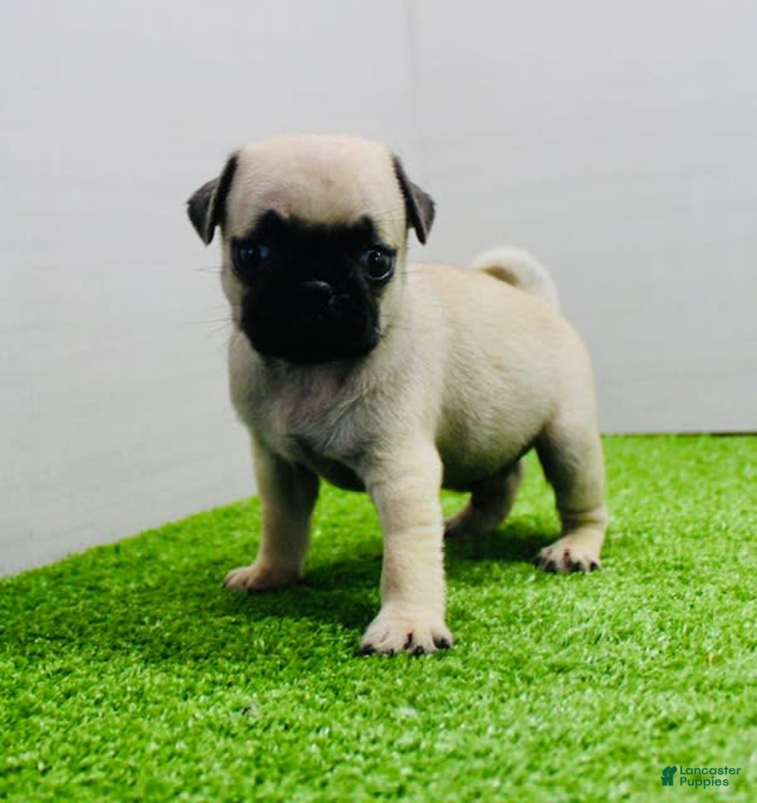 Pug dogs for sale: Max - Image 5