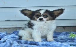 Papillon dogs for sale: Missy - Image 5