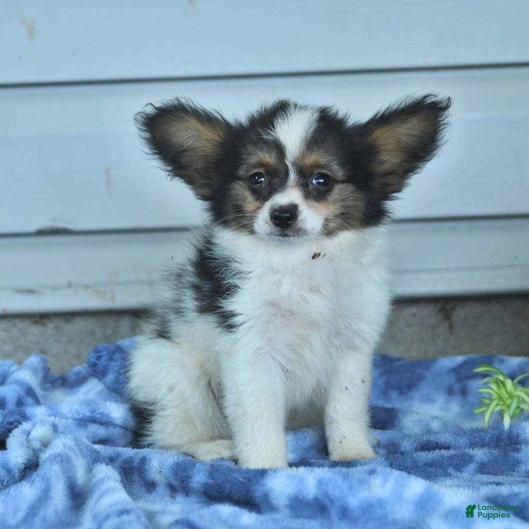 Papillon dogs for sale: Missy - Image 5