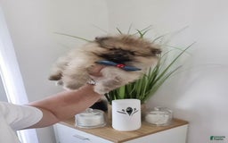 Pomeranian dogs for sale: Kris - Image 4