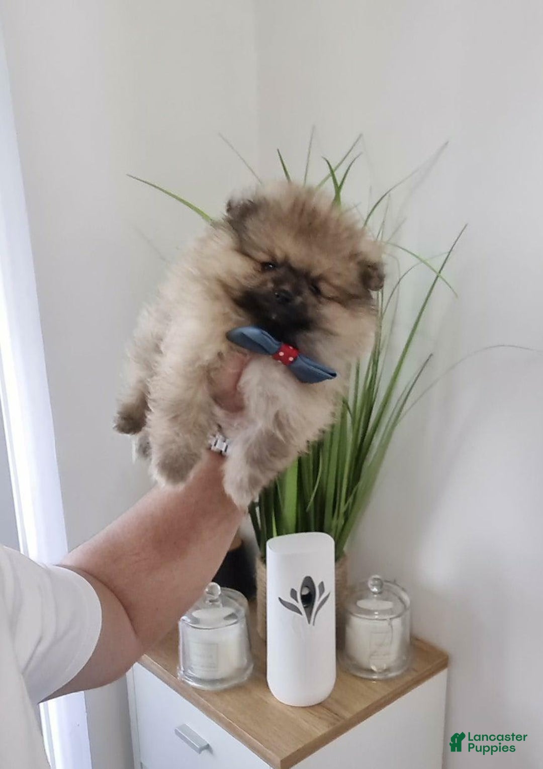 Pomeranian dogs for sale: Kris - Image 4