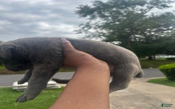 Cane Corso dogs for sale: Little Blue - Image 2