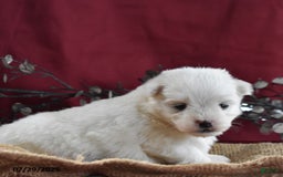 Maltese dogs for sale: Blake - Image 6