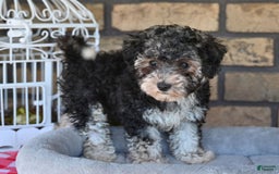 Havapoo dogs for sale: Scout - Image 3