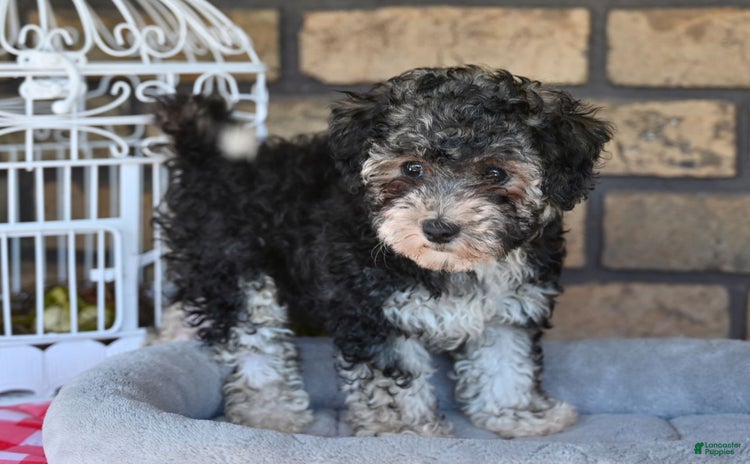 Havapoo dogs for sale - Ad 1