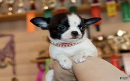Chihuahua dogs for sale: Kelly - Image 4