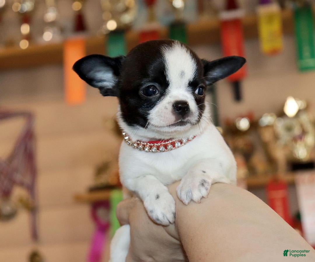 Chihuahua dogs for sale: Kelly - Image 4