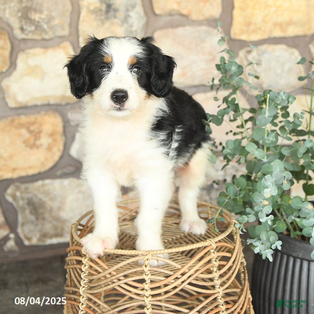 Mini Bernedoodle dogs for sale: Mini Bernedoodle 4 puppies - Image 19