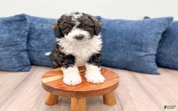 Mini Bernedoodle dogs for sale: Blaze - Image 8