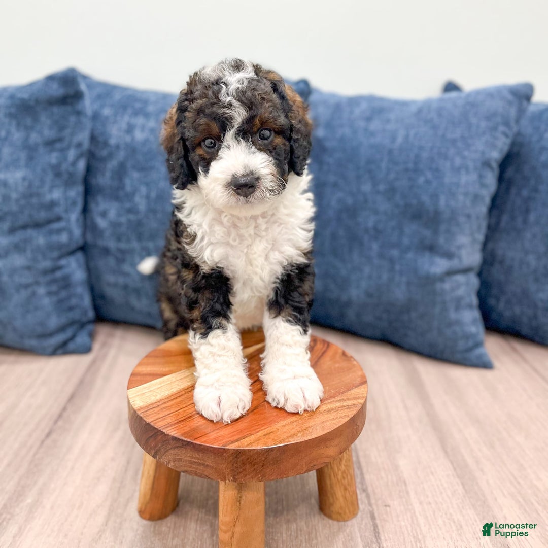 Mini Bernedoodle dogs for sale: Blaze - Image 8