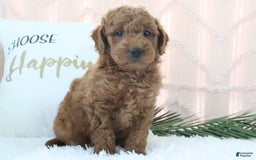  dogs for sale: Mini Goldendoodle 5 puppies - Image 1