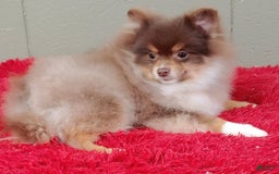 Pomeranian dogs for sale: Jessy - Image 13
