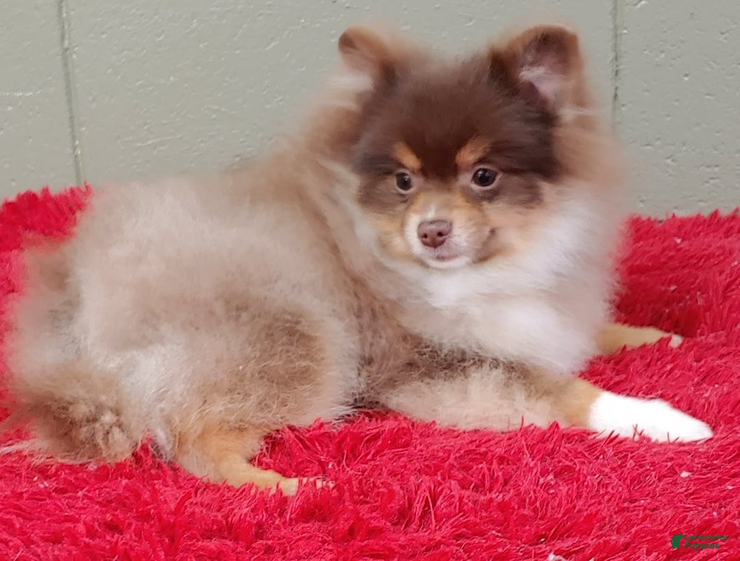 Pomeranian dogs for sale: Jessy - Image 13