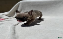 French Bulldog dogs for sale: Cassie - Image 1