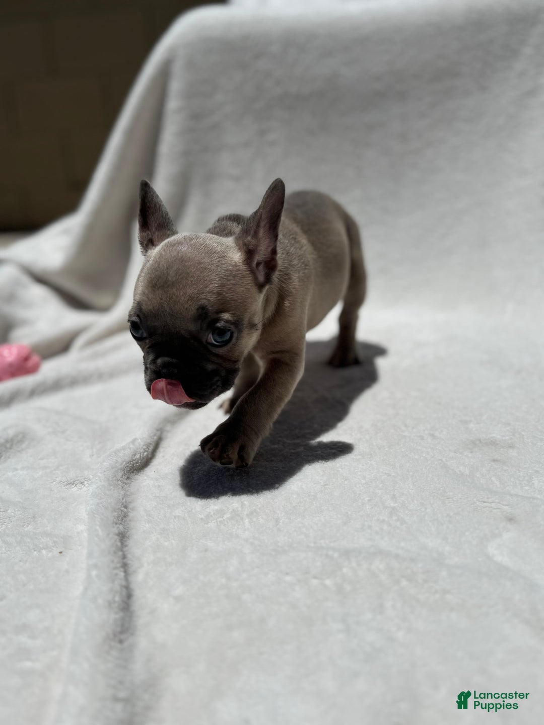 French Bulldog dogs for sale: Cassie - Image 1