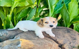 Miniature Dachshund dogs for sale: Libby LH - Image 10