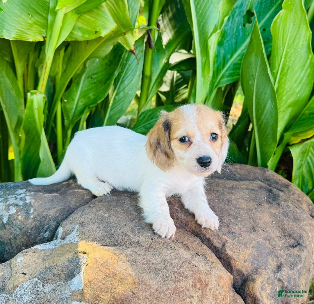 Miniature Dachshund dogs for sale: Libby LH - Image 10