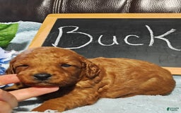 Mini Goldendoodle dogs for sale: Buck - Image 1