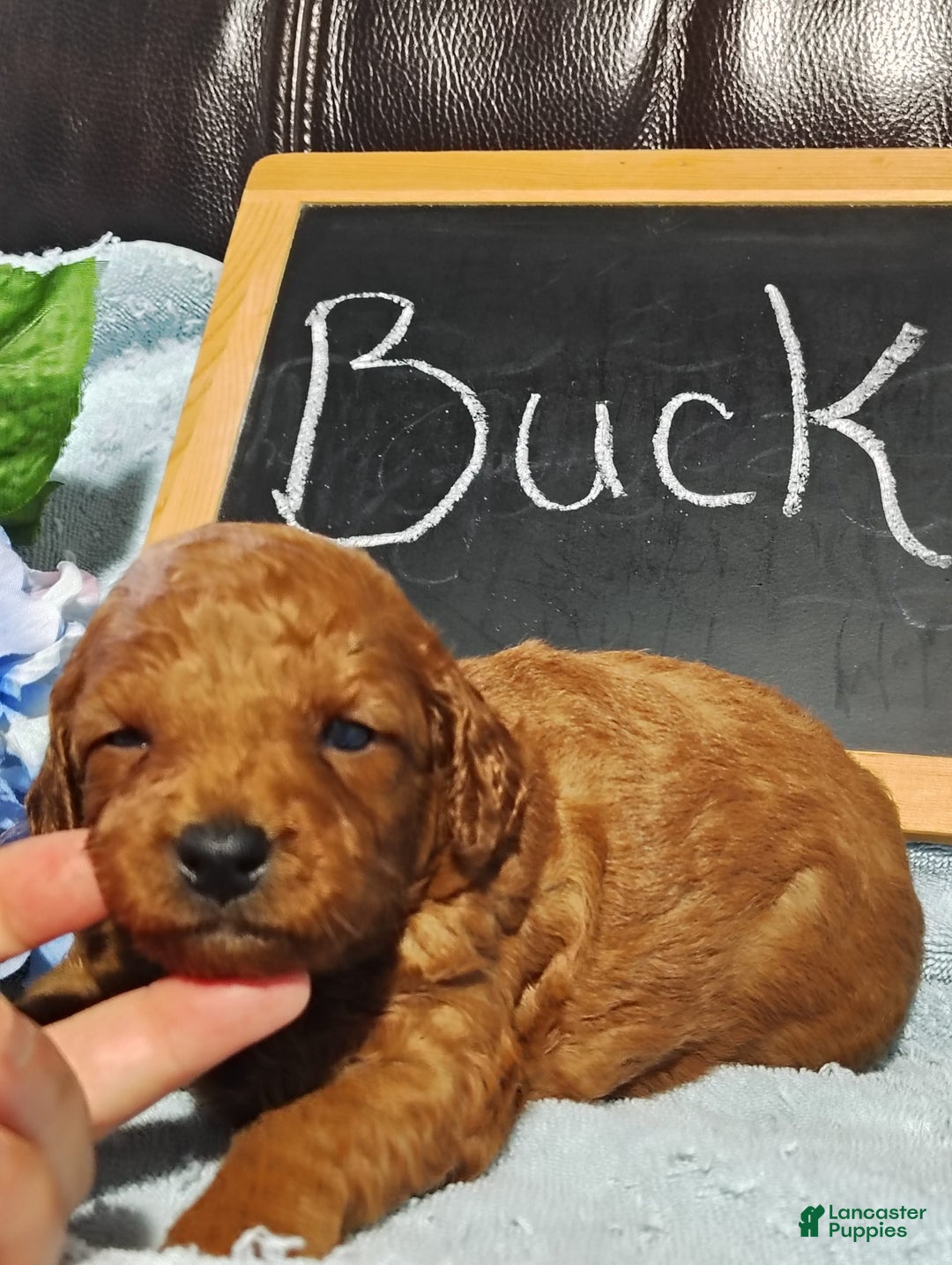 Mini Goldendoodle dogs for sale: Buck - Image 1
