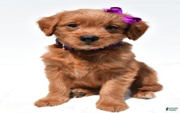 Mini Goldendoodle dogs for sale: Tiny - Image 8