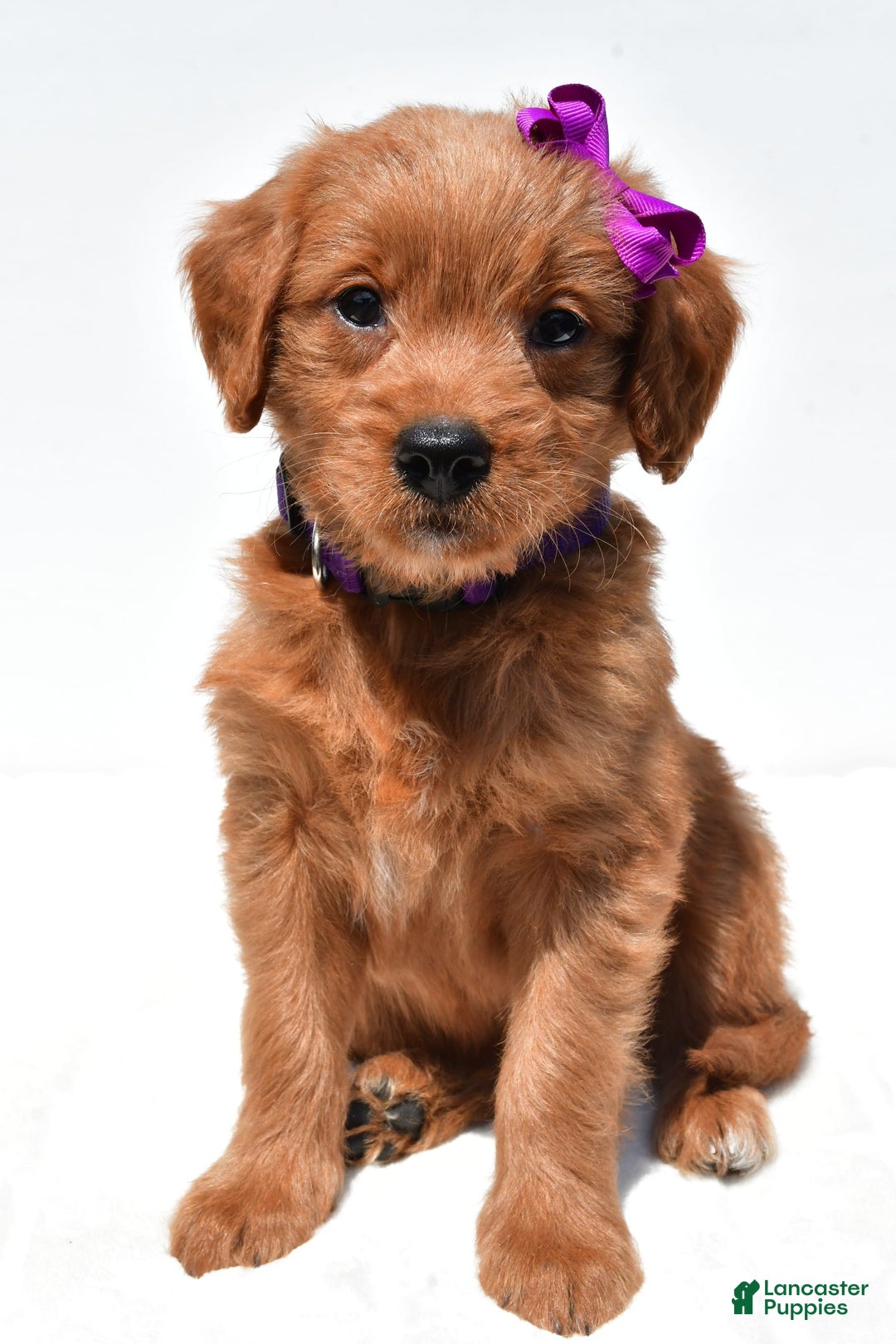 Mini Goldendoodle dogs for sale: Tiny - Image 8