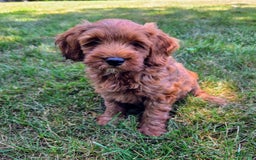Goldendoodle dogs for sale: Aiden - Image 3