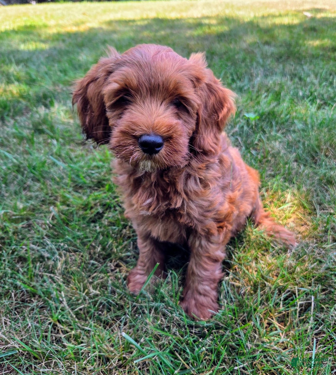 Goldendoodle dogs for sale: Aiden - Image 3