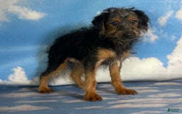 Yorkiepoo dogs for sale: Buster - Image 2