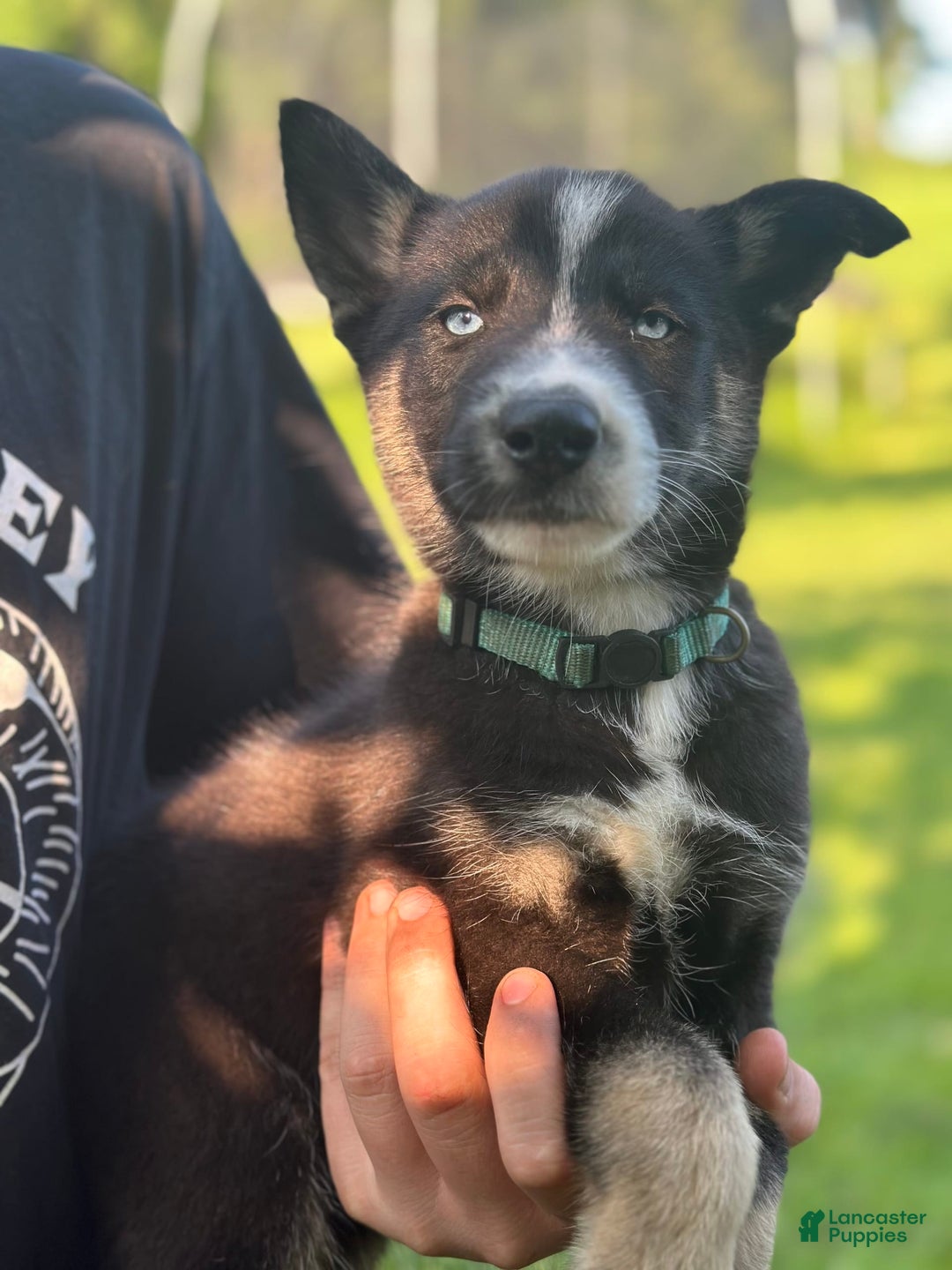 Gerberian Shepsky dogs for sale: Princess - Image 14