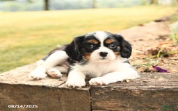 Cavalier King Charles Spaniel dogs for sale: Drake - Image 4