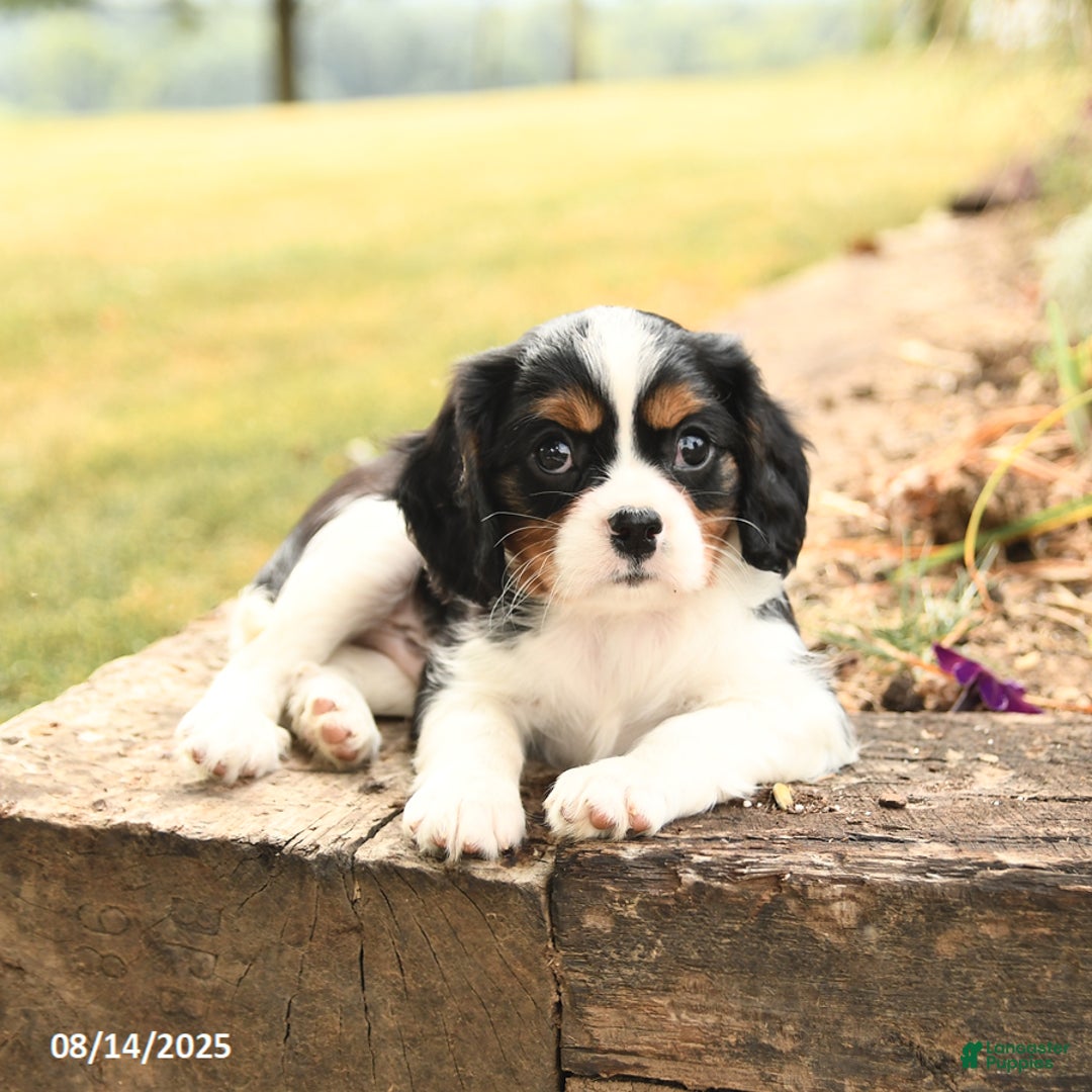 Cavalier King Charles Spaniel dogs for sale: Drake - Image 4