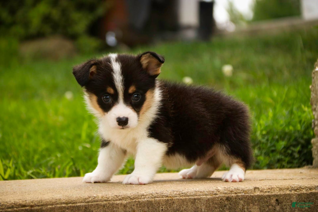 Welsh Corgi Pembroke dogs for sale: Mousse - Image 1