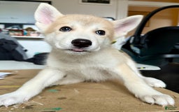 categoriesInfo:categoryAttributeOptions.pets.dogs.breed.akita dogs for sale: Champ - Image 23