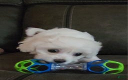 Cavachon dogs for sale: Justice - Image 9
