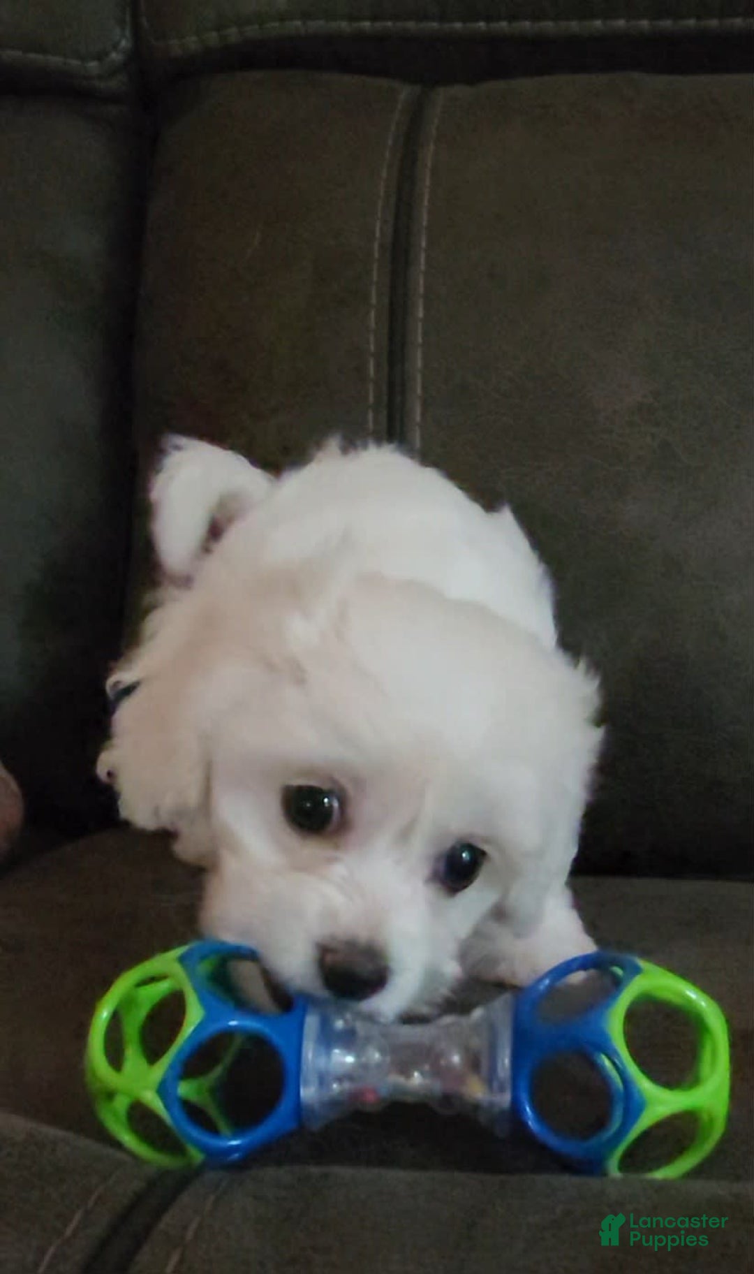 Cavachon dogs for sale: Justice - Image 9