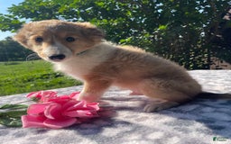 Shetland Sheepdog dogs for sale: Theo - Image 3